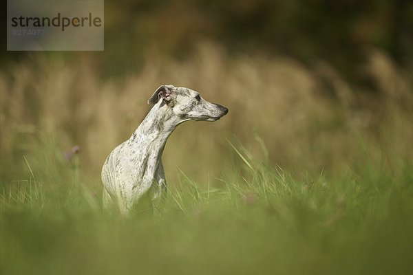 Whippet sitzt auf einer Wiese