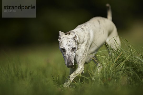 Whippet auf einer Wiese