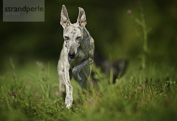 Whippet rennt auf einer Wiese