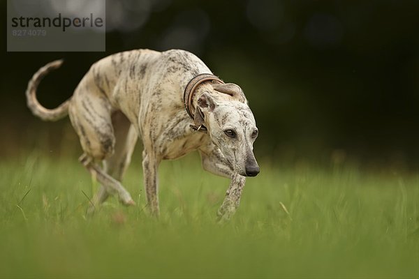 Whippet rennt auf einer Wiese