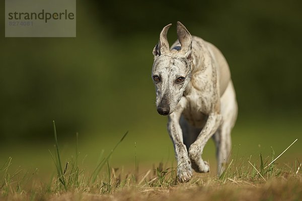 Whippet rennt auf einer Wiese