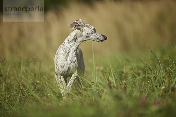 Whippet auf einer Wiese