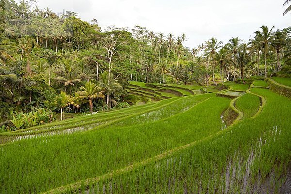 Reisterrasse bei Bangli auf Bali  Indonesien