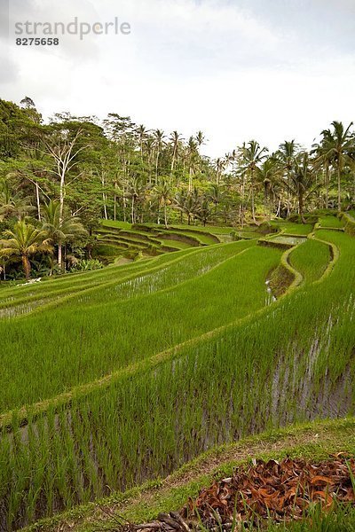 Reisterrasse bei Bangli auf Bali  Indonesien
