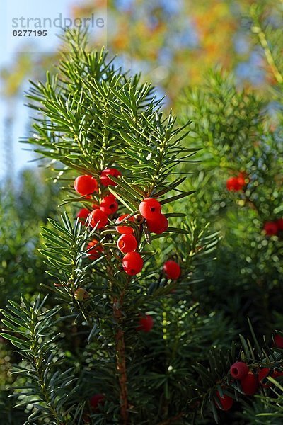 Beeren einer Eibe  Nienburg  Niedersachsen  Deutschland  Europa