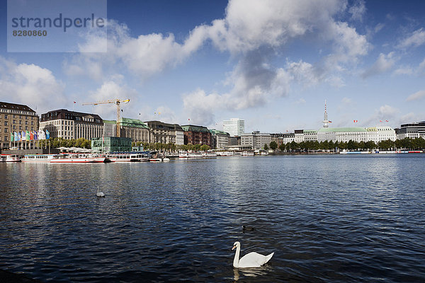 Hamburger Binnenalster mit Schwan  Deutschland