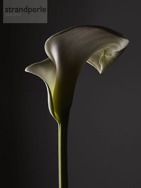 Eine beschattete Calla Lily  Nahaufnahme