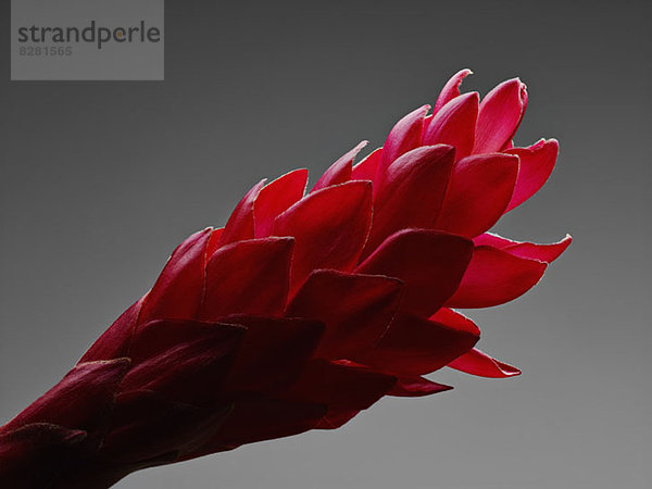 Rote Ingwerblume (Alpinia purpurata) Blume