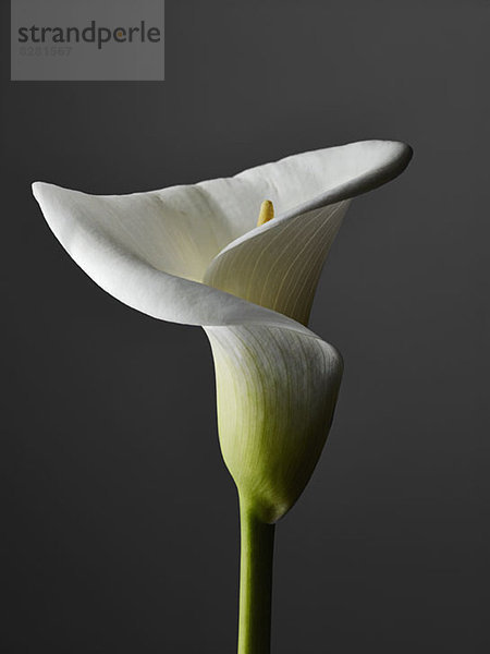 Eine elegante Calla Lily  Nahaufnahme  grauer Hintergrund