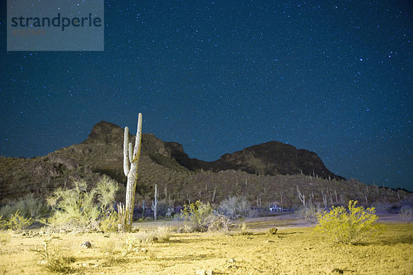 Sternennacht über Kaktus gefüllter Wüste in Tucson  Arizona  USA