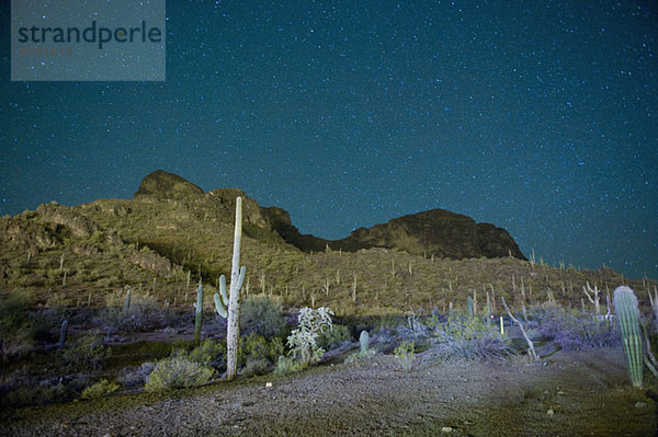 Sternennacht über Kaktus gefüllter Wüste in Tucson  Arizona  USA