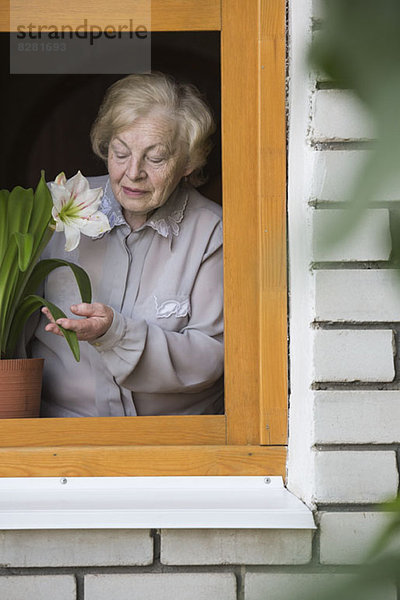 Eine ältere Frau  die sich um eine Lilienhauspflanze auf der Fensterbank kümmert.
