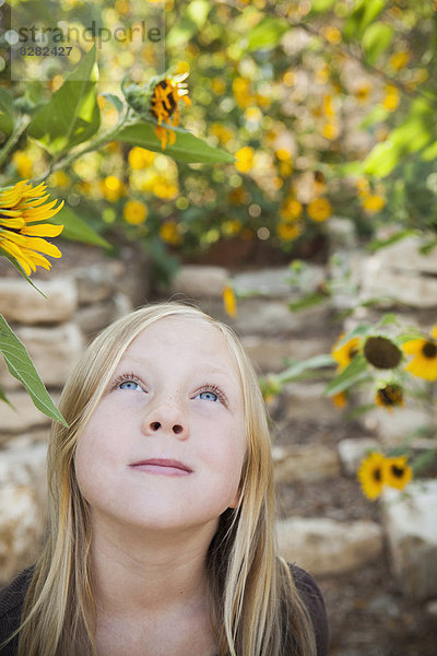 Ein Kind  ein junges Mädchen blickt zu einer Sonnenblume in einem Blumengarten auf.