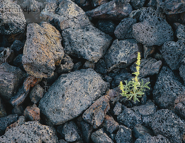 Eine Nahaufnahme eines kleinen grünen Sprosses  einer Pflanze  die zwischen Vulkangestein wächst. Erstarrte Lavafelder in den Kratern des Mond-Nationaldenkmals und Naturschutzgebietes in der Schlangenflussebene in Zentral-Idaho