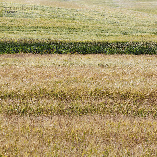 Ein Weizenfeld mit einer reifenden Weizenernte  die wächst. Mischkulturen  Weizen und Gräser. Der Wind weht über die Pflanzen.