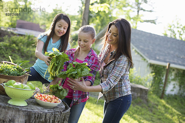 Biologische Landwirtschaft. Sommerfest. Zwei junge Mädchen und ein junger Erwachsener bereiten Salatblätter für ein Buffet vor.