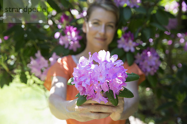 Eine Frau steht vor einem blühenden Strauch und hält eine große violette Hortensienblüte heraus.