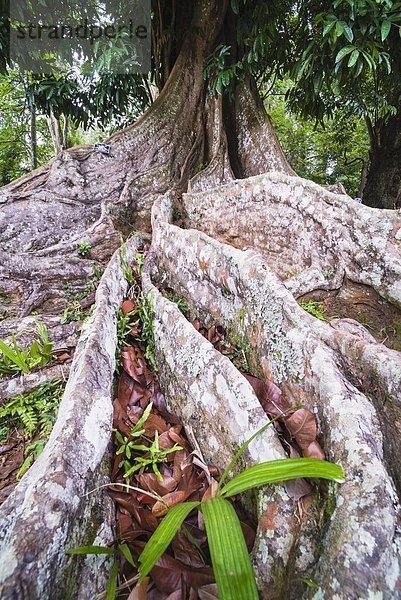 Baum verdreht Wurzel Asien Kandy alt Sri Lanka
