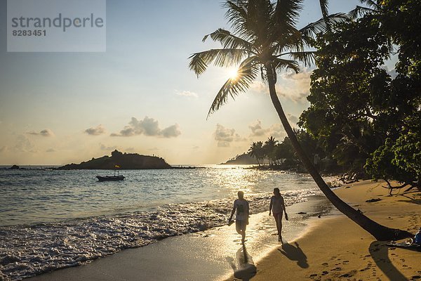 nehmen  gehen  Sonnenuntergang  Baum  unterhalb  Palme  Asien  Romantik  Sri Lanka