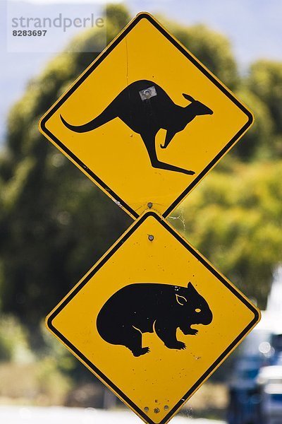 überqueren  Tier  Zeichen  Bundesstraße  groß  großes  großer  große  großen  Australien  New South Wales  Signal  Sydney