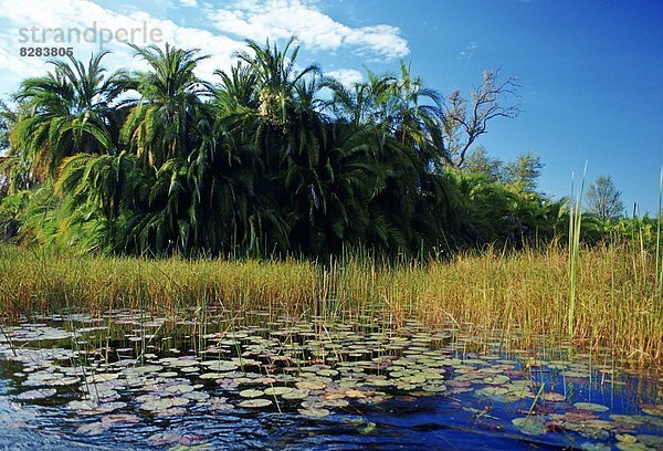 Okavango-Delta  Botsuana  Afrika