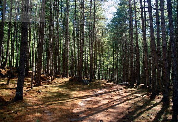 Wald  British Columbia  Kanada
