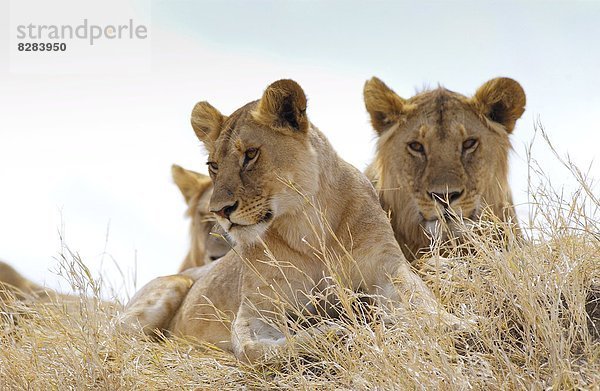 Ostafrika  Serengeti Nationalpark