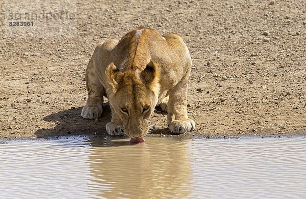 Ostafrika  Serengeti Nationalpark