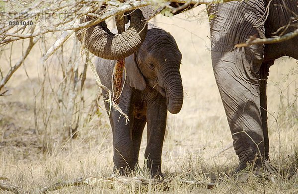 Elefant  Serengeti Nationalpark  Mutter - Mensch  Kalb  füttern  Tansania