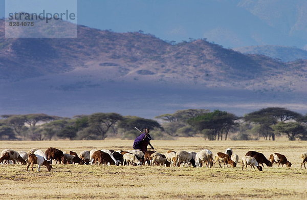 Krieger  jung  Vogelschwarm  Vogelschar  Masai  Tansania