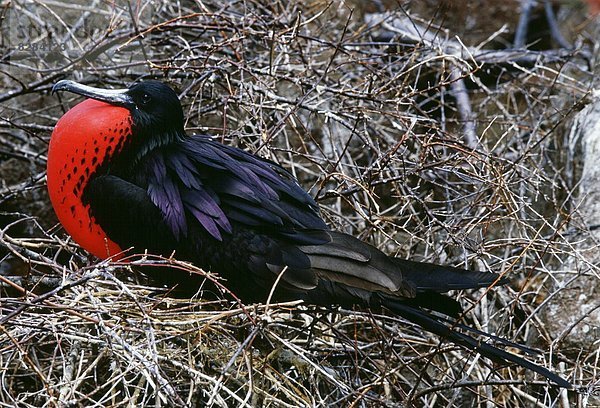 Tasche  Vogel  aufblasen  Fregattvogel  Fregatidae  Ecuador  Galapagosinseln  Beutel