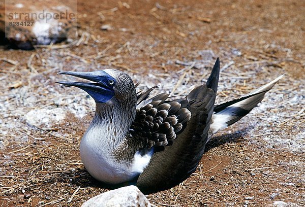 Schutz Insel blau Vogel Galapagosinseln Tölpel Ecuador