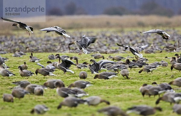 über  pink  wandern  Gans  überwintern  Marschland