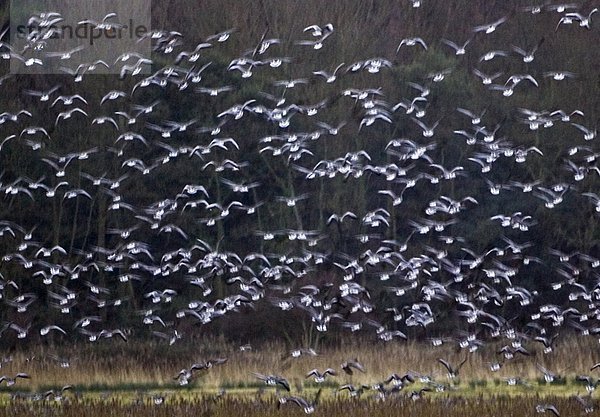 über pink wandern Gans überwintern