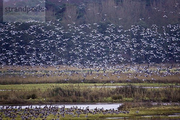 über  pink  wandern  Gans  überwintern  Marschland