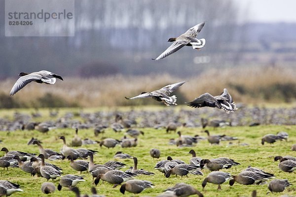 über  pink  wandern  Gans  überwintern  Marschland