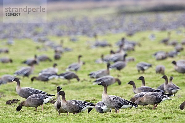 über  pink  wandern  Gans  überwintern  Marschland