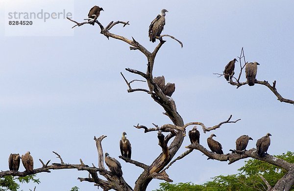 Ostafrika  Baum  Entspannung  Vogelschwarm  Vogelschar  Geier  Tansania