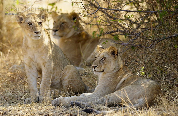 Ostafrika  Löwenjunges  Tansania