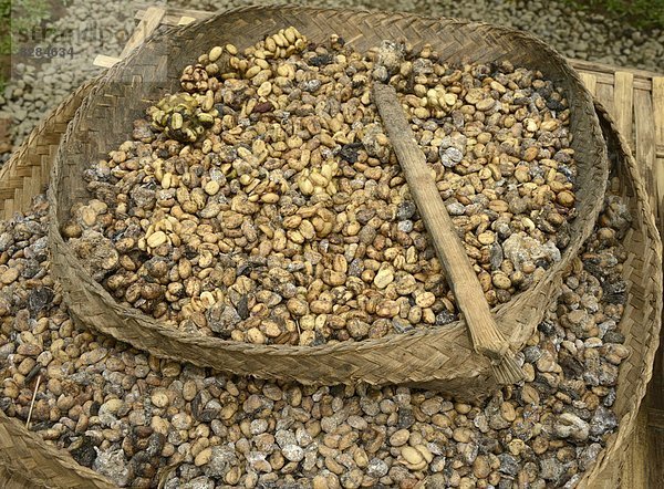 ernten  Kaffee  Südostasien  Asien  Indonesien  Ubud