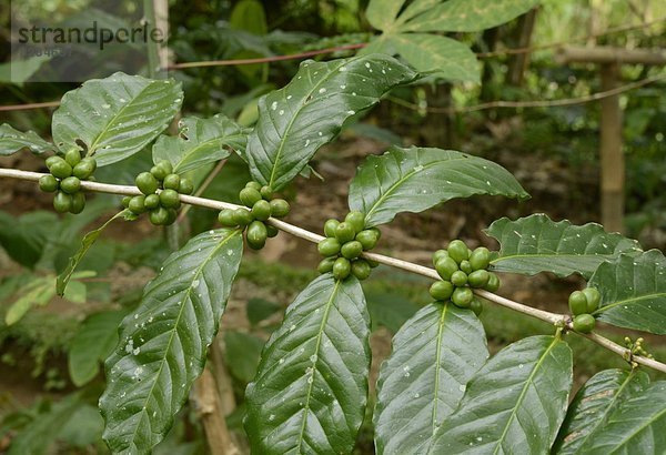 Kaffee  Südostasien  Asien  Indonesien