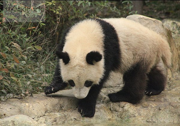 Großer Panda  Bambusbär  Ailuropoda melanoleuca  China  Asien  Sichuan