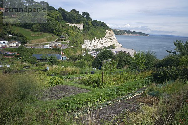 Europa  Großbritannien  Küste  Bier  Devon  England