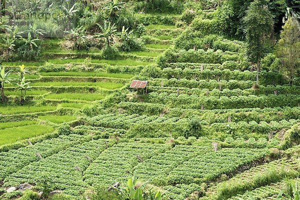 Hügel  Gemüse  Wachstum  Reis  Reiskorn  Schwangerschaft  Mittelpunkt  Südostasien  Asien  Indonesien  Java