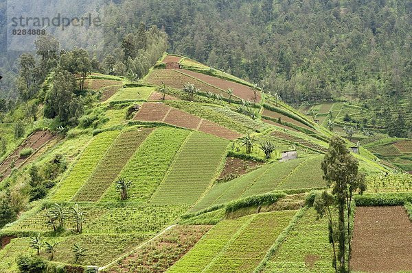 entfernt  bedecken  klein  Hügel  Gemüse  Wachstum  Schwangerschaft  Mittelpunkt  in der Höhe  Wald  Südostasien  Asien  Indonesien  Java