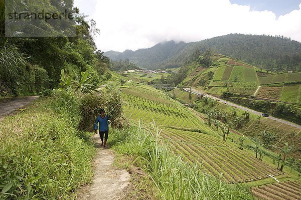 Mann  tragen  gehen  Gemüse  Nostalgie  Reis  Reiskorn  Schwangerschaft  Mittelpunkt  Stroh  Bündel  Südostasien  Asien  voll  schwer  Indonesien  Java