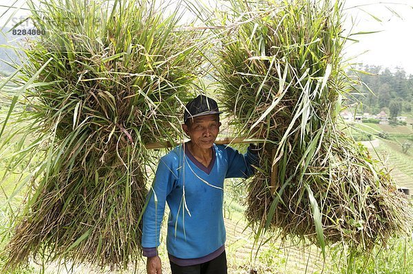 Mann  tragen  gehen  Stange  Reis  Reiskorn  Mittelpunkt  Stroh  Bambus  Bündel  Südostasien  Asien  schwer  Indonesien  Java