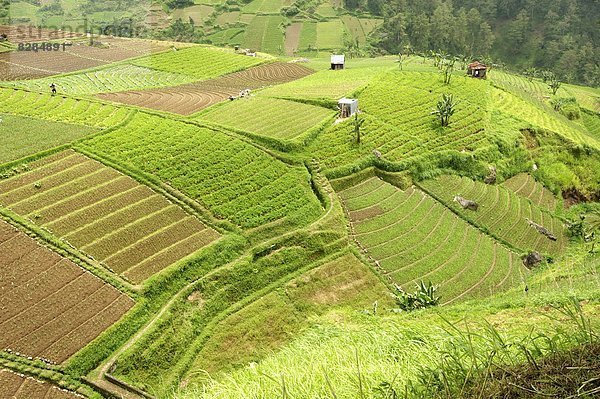 Hügel  Gemüse  Genauigkeit  Fürsorglichkeit  Schwangerschaft  bedecken  Mittelpunkt  Südostasien  Asien  voll  Indonesien  Java