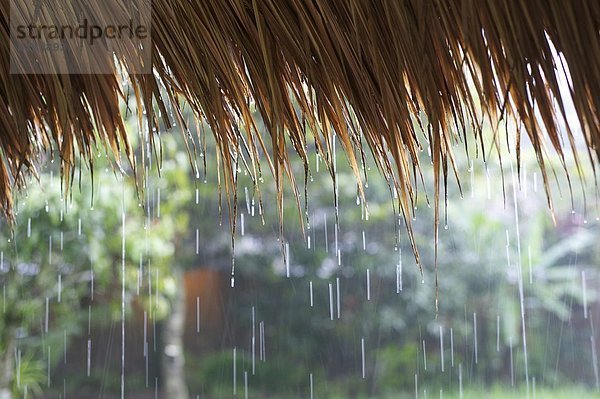 Dach  heraustropfen  tropfen  undicht  Regen  Reis  Reiskorn  Stroh  Reetdach  Südostasien  Asien  schwer  Indonesien  Java