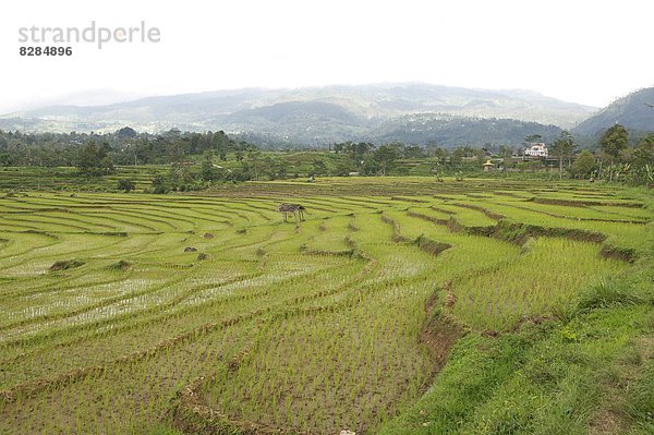 Feld  Reis  Reiskorn  seicht  Veranda  Südostasien  Asien  Indonesien  Java